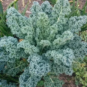 Blue Kale Live Plant – Hardy Vegetable – 4 Inch Pot – Outdoor - Image 1