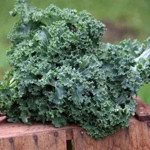 Blue Kale Live Plant – Hardy Vegetable – 4 Inch Pot – Outdoor - Image 6