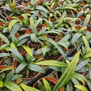 Blue Oil Fern Live Plant – Indoor Houseplant – 4 Inch Pot – Tropical Foliage - Image 2