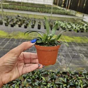 Blue Oil Fern Live Plant – Indoor Houseplant – 4 Inch Pot – Tropical Foliage - Image 3