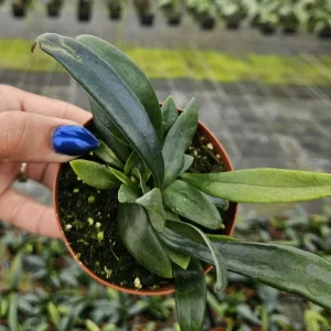 Blue Oil Fern Live Plant – Indoor Houseplant – 4 Inch Pot – Tropical Foliage - Image 1