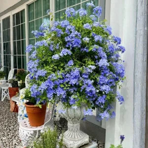 Blue Plumbago Live Plant - 4-Inch Pot, Blue Blooms for Patio & Garden, Tropical Shrub - Image 3