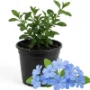 Blue Plumbago Live Plant - 4-Inch Pot, Blue Blooms for Patio & Garden, Tropical Shrub - Image 1