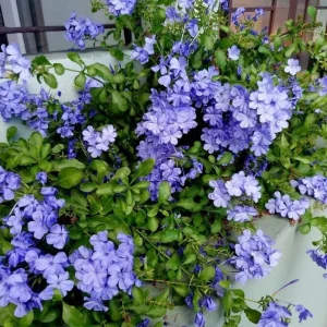 Blue Plumbago Live Plant - 4-Inch Pot, Blue Blooms for Patio & Garden, Tropical Shrub - Image 5