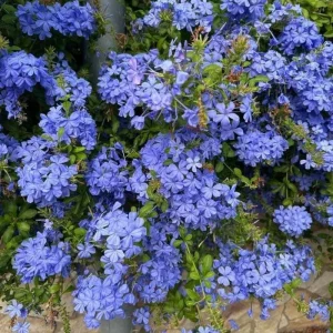 Blue Plumbago Live Plant - 4-Inch Pot, Blue Blooms for Patio & Garden, Tropical Shrub - Image 6