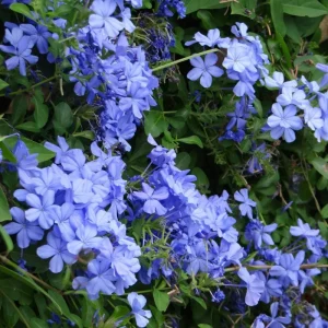 Blue Plumbago Live Plant - 4-Inch Pot, Blue Blooms for Patio & Garden, Tropical Shrub - Image 7