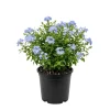 Blue Plumbago Live Plant, 5-7 Inch Tall Shrub for Outdoor Garden & Patio - Image 1