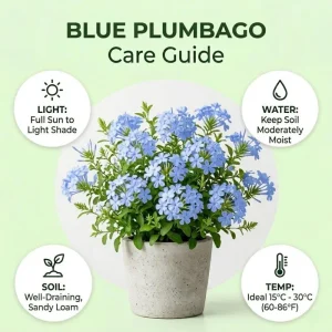 Blue Plumbago Live Plant, 5-7 Inch Tall Shrub for Outdoor Garden & Patio - Image 2