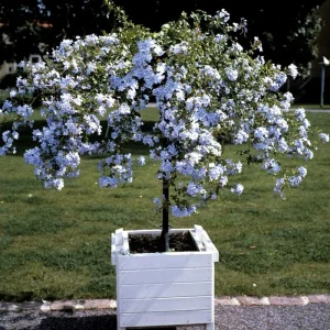 Blue Plumbago Live Plant, 5-7 Inch Tall Shrub for Outdoor Garden & Patio - Image 3