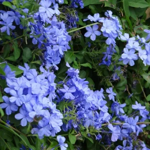 Blue Plumbago Live Plant, 5-7 Inch Tall Shrub for Outdoor Garden & Patio - Image 4