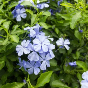 Blue Plumbago Live Plant, 5-7 Inch Tall Shrub for Outdoor Garden & Patio - Image 5