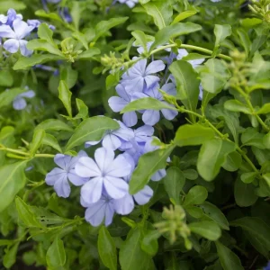 Blue Plumbago Live Plant, 5-7 Inch Tall Shrub for Outdoor Garden & Patio - Image 6