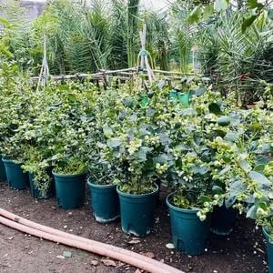 Blueberry Live Plant - Emerald Variety, 4in Pot, 5-8in Tall, Outdoor Fruiting Bush - Image 2