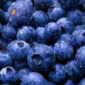 Blueberry Live Plant - Emerald Variety, 4in Pot, 5-8in Tall, Outdoor Fruiting Bush - Image 3