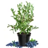Blueberry Live Plant - Emerald Variety, 4in Pot, 5-8in Tall, Outdoor Fruiting Bush - Image 1