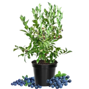 Blueberry Live Plant - Emerald Variety, 4in Pot, 5-8in Tall, Outdoor Fruiting Bush - Image 1