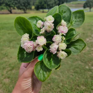 Blush Rosette African Violet Live Plant - 4 Inch Pot - Indoor Houseplant - Image 3