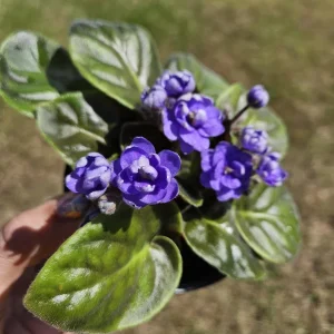 Blush Rosette African Violet Live Plant - 4 Inch Pot - Indoor Houseplant - Image 7