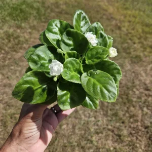 Blush Rosette African Violet Live Plant - 4 Inch Pot - Indoor Houseplant - Image 8