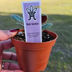 Bob Serbin Red African Violet Live Plant – 4 Inch Pot – Indoor Houseplant - Image 3