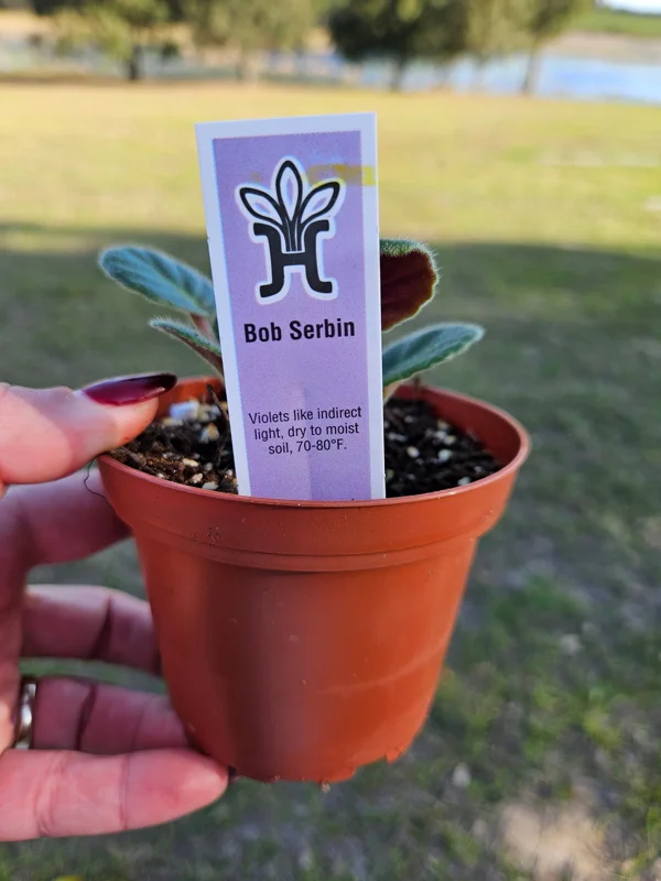 Bob Serbin Red African Violet Live Plant – 4 Inch Pot – Indoor Houseplant - Image 3