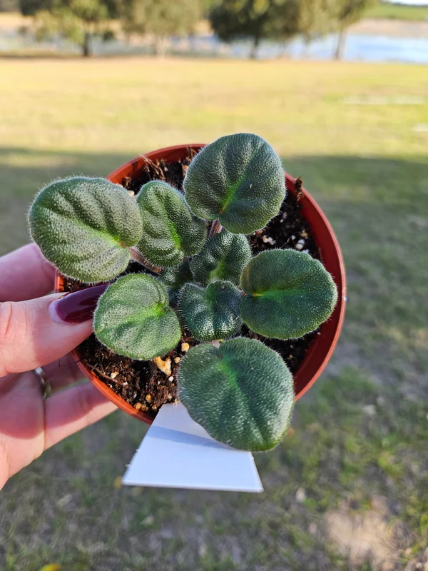 Bob Serbin Red African Violet Live Plant – 4 Inch Pot – Indoor Houseplant - Image 4