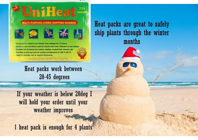 Bob Serbin Red African Violet Live Plant – 4 Inch Pot – Indoor Houseplant - Image 5