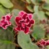 Bob Serbin Red African Violet Live Plant – 4 Inch Pot – Indoor Houseplant - Image 1