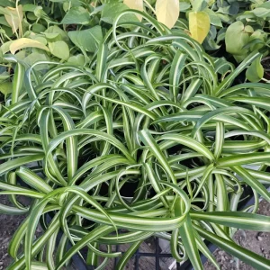 Bonnie Curly Spider Plant Live Plant – 4 inch Potted Houseplant – Indoor - Image 2