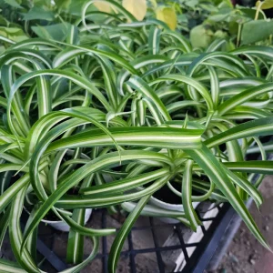 Bonnie Curly Spider Plant Live Plant – 4 inch Potted Houseplant – Indoor - Image 4