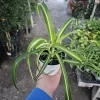 Bonnie Curly Spider Plant Live Plant – 4 inch Potted Houseplant – Indoor - Image 1
