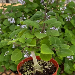 Bonsai Spurflower Plectranthus Ernstii Live Plant 4 Inch Pot Rare Succulent - Image 2