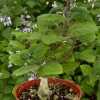 Bonsai Spurflower Plectranthus Ernstii Live Plant 4 Inch Pot Rare Succulent - Image 1