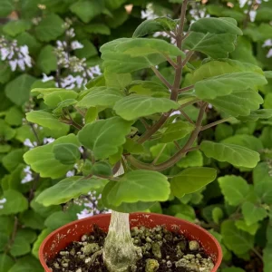 Bonsai Spurflower Plectranthus Ernstii Live Plant 4 Inch Pot Rare Succulent - Image 1