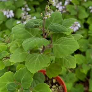 Bonsai Spurflower Plectranthus Ernstii Live Plant 4 Inch Pot Rare Succulent - Image 3