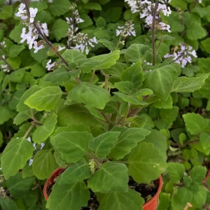 Bonsai Spurflower Plectranthus Ernstii Live Plant 4 Inch Pot Rare Succulent - Image 4