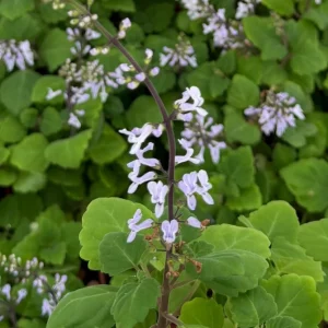 Bonsai Spurflower Plectranthus Ernstii Live Plant 4 Inch Pot Rare Succulent - Image 5