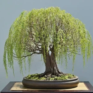 Bonsai Weeping Willow Tree Seeds - Green Salix, 5 Seeds, Indoor & Outdoor - Image 2