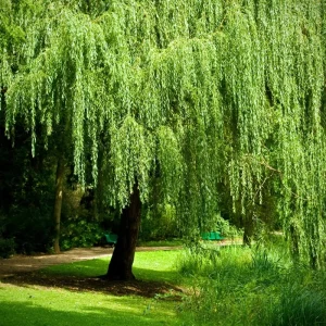 Bonsai Weeping Willow Tree Seeds - Green Salix, 5 Seeds, Indoor & Outdoor - Image 3