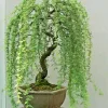 Bonsai Weeping Willow Tree Seeds - Green Salix, 5 Seeds, Indoor & Outdoor - Image 1