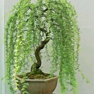 Bonsai Weeping Willow Tree Seeds - Green Salix, 5 Seeds, Indoor & Outdoor - Image 1