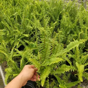 Boston Fern Live Plant 4 Inch Pot - Indoor Houseplant for Home & Office (2 Pack) - Image 2