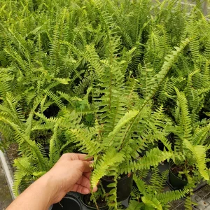 Boston Fern Live Plant 4 Inch Pot - Indoor Houseplant for Home & Office (2 Pack) - Image 1