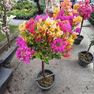 Bougainvillea Live Plant – Tropical Flowering Vine – 2-Pack 4-6 Inch Tall - Image 1