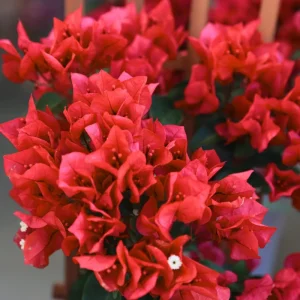 Bougainvillea Live Plant – Tropical Flowering Vine – 2-Pack 4-6 Inch Tall - Image 2