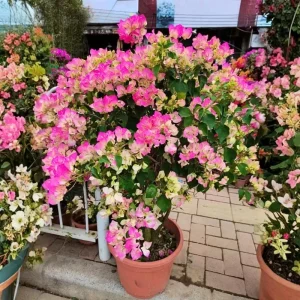 Bougainvillea Live Plant – Tropical Flowering Vine – 2-Pack 4-6 Inch Tall - Image 3