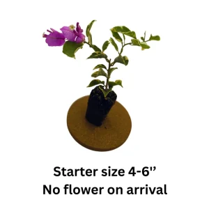 Bougainvillea Live Plant – Tropical Flowering Vine – 2-Pack 4-6 Inch Tall - Image 4