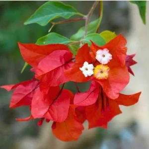 Bougainvillea Live Plant – Tropical Flowering Vine – 2-Pack 4-6 Inch Tall - Image 5