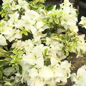 Bougainvillea Live Plant – Tropical Flowering Vine – 2-Pack 4-6 Inch Tall - Image 6