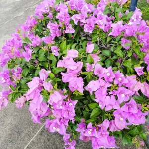 Bougainvillea Live Plant – Tropical Flowering Vine – 2-Pack 4-6 Inch Tall - Image 8